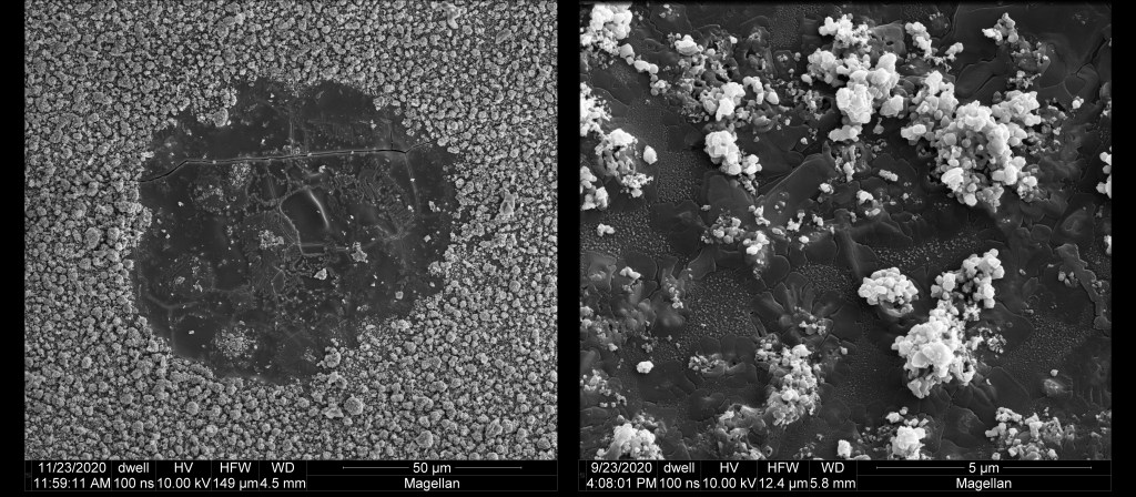 Micgraph gallery: micrographs – firemouse